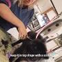 Video for Kate's Dog Grooming Neath