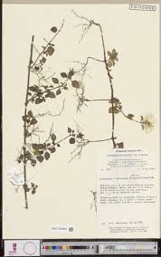 Image result for Heterotis decumbens