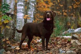 Why Chocolate Labs May Have Shorter Lifespans Than Other Retrievers