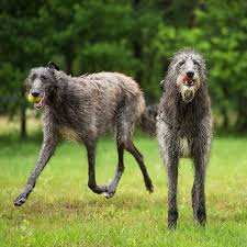 Click on the breed name to read the full breed profile. 15 Types Of Large Dog Breeds With Pictures