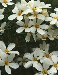 Image result for Lintonia nutans