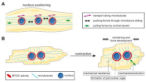 Skeletal muscle moves bones and other structures. Cells Free Full Text Microtubule Organization In Striated Muscle Cells Html