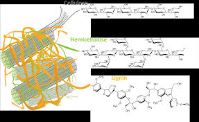 Check spelling or type a new query. Download Plant Cell Wall Lignin Lignin Full Size Png Image Pngkit