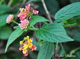 Image result for Lantana tiliifolia
