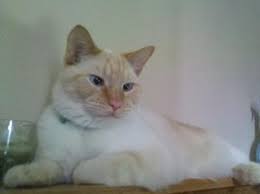 You can sort these siamese cat names by gender and you may also rate the cat names that you like dislike most. Inferno The Flame Red Point Siamese