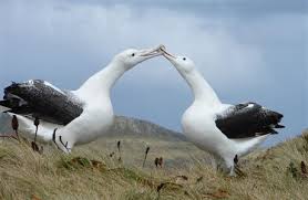 Northern royal albatross: New Zealand sea and shore birds