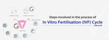 We did not find results for: Steps Involved In The Process Of In Vitro Fertilisation Ivf Indira Ivf