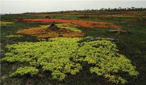 Image result for Limnophyton angolense