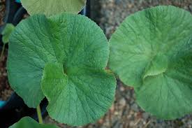 Image result for Gunnera