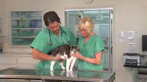 Most blockages are caused from crystals and a urinary bacterial infection. Feline Lower Urinary Tract Disease Flutd Vetvid Episode 008 Youtube