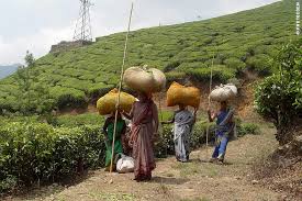 The british started commercial tea plantations in india and in ceylon: Visiting The Munnar Tea Plantations In Kerala And Watch The Tea Harvest