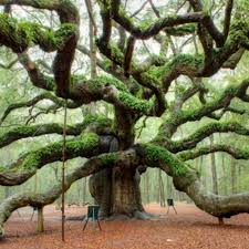 Publicado en 25 junio 2011 por isabel de la granja. Dia Mundial Del Arbol
