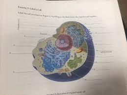 Organisms rely on their cells to perform all necessary functions of life. Solved Exercise 1 Label A Cell Label The Cell Structures Chegg Com