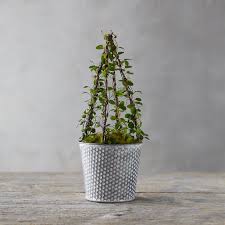 2 or 4 angel vine plants (i used 4 small plants) potting soil. Grow Muehlenbeckia Complexa Indoors Angel Vine Maidenhair Vine