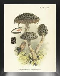 Image result for Strobilomyces strobilaceus