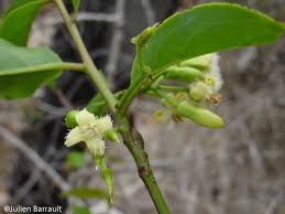 Image result for Ximenia americana