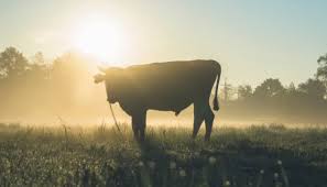 When bred to grey cows, he produces grey calves. How Much Does A Cow Weigh