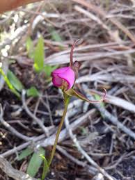 Image result for Disperis