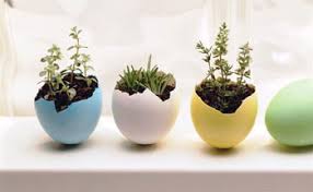 Purifican el aire, neutralizan ondas, protegen de malas energías y pero no solo tienen beneficios visuales, los cactus son unas plantas que te pueden ayudar en muchas ocasiones. Cactus De Navidad Una Excelente Opcion Para Regalar