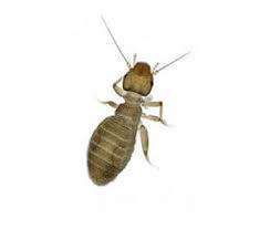 They are efficient in searching for food by depositing pheromones to avoid revisiting food sources and to here are various bugs you might encounter in the kitchen: Common Stored Product Insect Species Rentokil