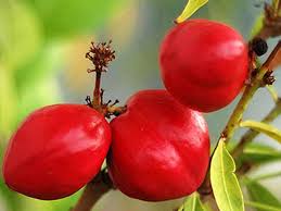 Manfaat minyak zaitun untuk kecantikan wajah. Manfaat Buah Mahkota Dewa Dan Efek Sampingnya Info Lif Co Id