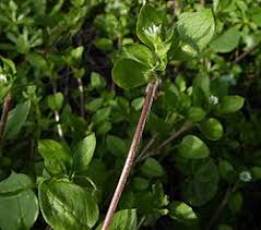 Image result for Stellaria media