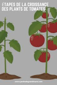 Etapes De La Croissance Des Plants De Tomates Planter Tomates Planter Des Tomates Cerises Feuilles De Plantes
