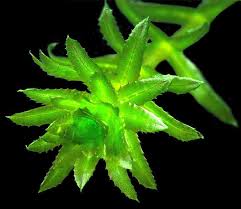 Image result for Hydrilla