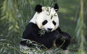 download wallpapers panda wildlife bear forest 4k pandas besthqwallpapers com animais herbivoros pandas panda fofo