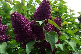 It has a compact, mounded nature, and can be easily trimmed back after its spring bloom (if you prefer a more manicured shape). Syringa Vulgaris Monge One Of The Darkest Purple Lilac Varieties You Can Get Lilac Bushes Lilac Tree Lilac Varieties