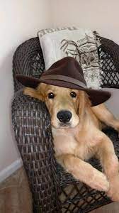 This Looks Just Like Jakey My Daughter S Adorable Sweetheart Dog Cute Dog Pictures Cute Dogs Beautiful Dogs