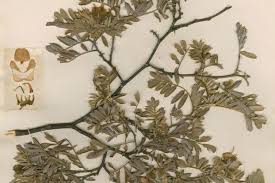 Image result for Tephrosia polystachya