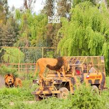 Tres unidades de bomberos de rancagua acudieron al lugar en apoyo a personal del samu. Genial Opiniones De Viajeros Sobre Parque Safari Rancagua Tripadvisor