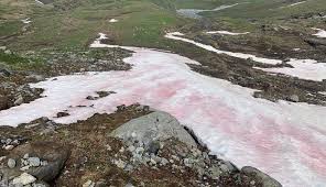 Read blutschnee thriller by c.j. Blutschnee Auf Der Badener Hutte Algen Farben Den Schnee Derzeit Rosarot Osttirol Heute At