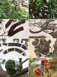 Image result for Samanea leptophylla