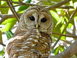 Birds That Sing At Night In Florida Barred Owl Niceville Florida Barred Owl Owl Facts Owl Pictures
