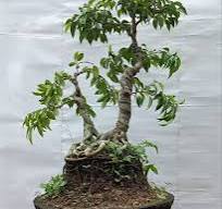 Bonsai care tips for Ficus racemosa from Indonesia