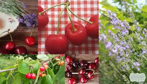 Die kirschen in nachbars' garten. Susse Versuchung Kirschen In Nachbars Garten Poesie Und Patina