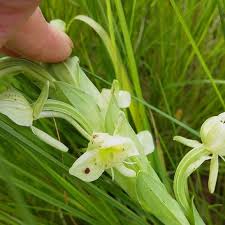 Image result for Chironia laxiflora