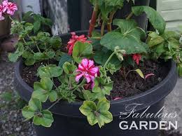 We did not find results for: How Much Soil Should You Put In A Pot The Fabulous Garden