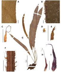 Image result for Elaphoglossum lancifolium
