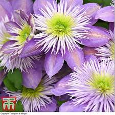 When the outer sepals fall away, the flowers still add interest with their tuft. Clematis Crystal Fountain Plants Thompson Morgan