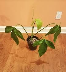 Pin On Wishlist Plants