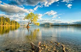 Discover new zealand wildlife with us, the locals. Hd Wallpaper New Zealand Nature Lake Trees Reflection Lake Wanaka Wallpaper Flare