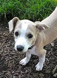 The city of eugene, oregon, has some nice pet stores if you're around to do some shopping while you're checking out the university. Adopt A Pet Petsmart Charities