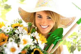 How to Grow Sweet William (Dianthus Barbatus)