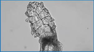 Image result for Blepharis obmitrata