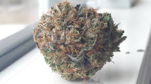 Pine Tar Aka Pine Tar Kush Pine Tar Og Weed Strain Information Leafly
