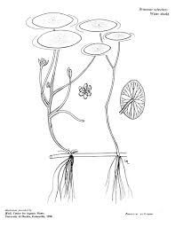 Image result for Brasenia