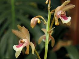 Image result for Oeceoclades maculata